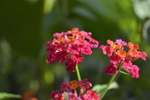 Foto close-up de plantas com flores cor-de-rosa