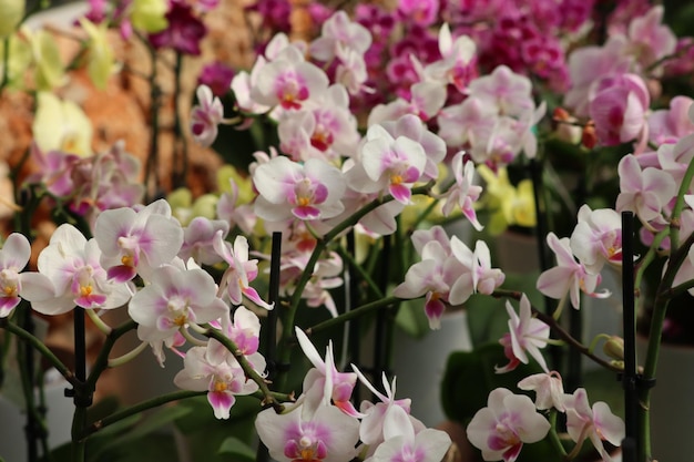 Foto close-up de plantas com flores cor-de-rosa