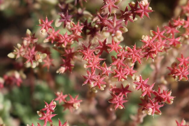 Foto close-up de plantas com flores cor-de-rosa