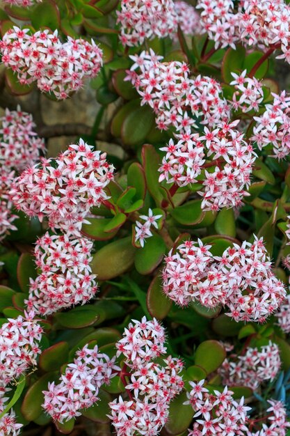 Foto close-up de plantas com flores cor-de-rosa