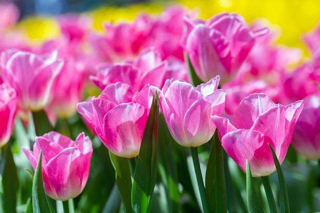 Close-up de plantas com flores cor-de-rosa