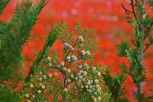 Foto close-up de plantas com flores de laranja