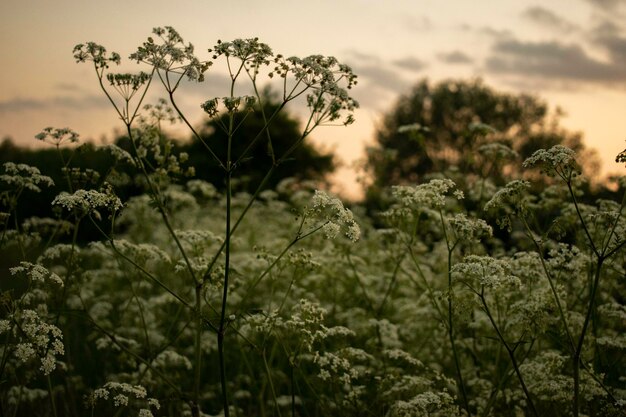 Foto close-up de plantas com flores em terra