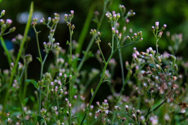 Foto close-up de plantas com flores em terra