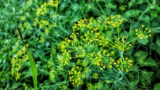 Foto close-up de plantas com flores em terra