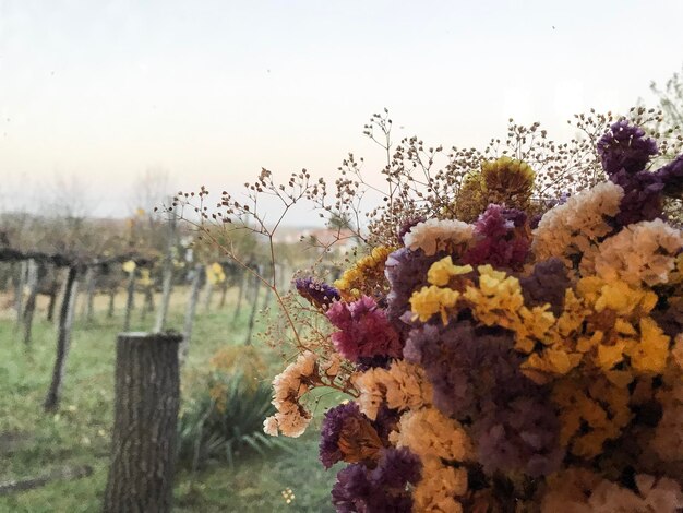 Foto close-up de plantas com flores no campo contra o céu