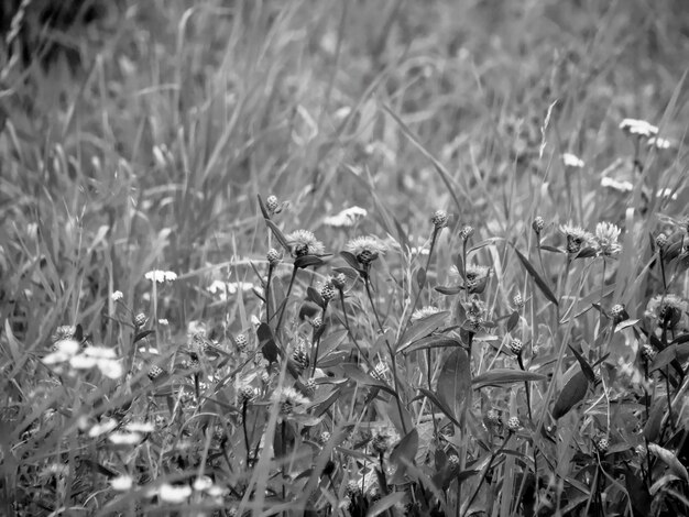 Close-up de plantas com flores no campo