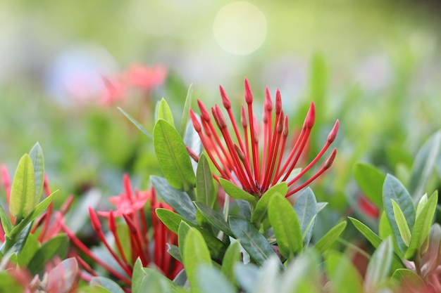 Close-up de plantas com flores que crescem ao ar livre