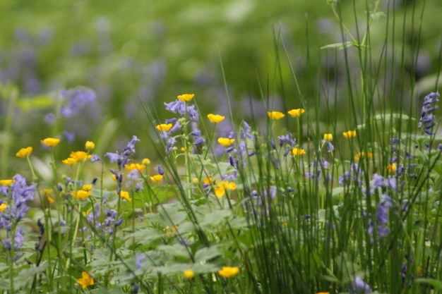 Close-up de plantas com flores que crescem no campo