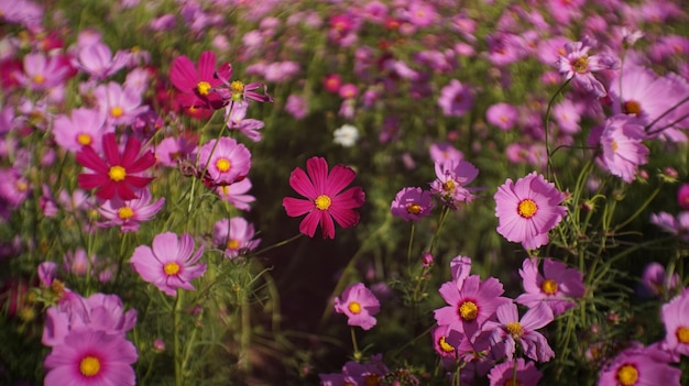 Close-up de plantas com flores rosa no campo