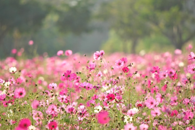 Close-up de plantas com flores rosa no campo