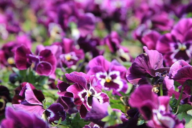 Foto close-up de plantas com flores rosa