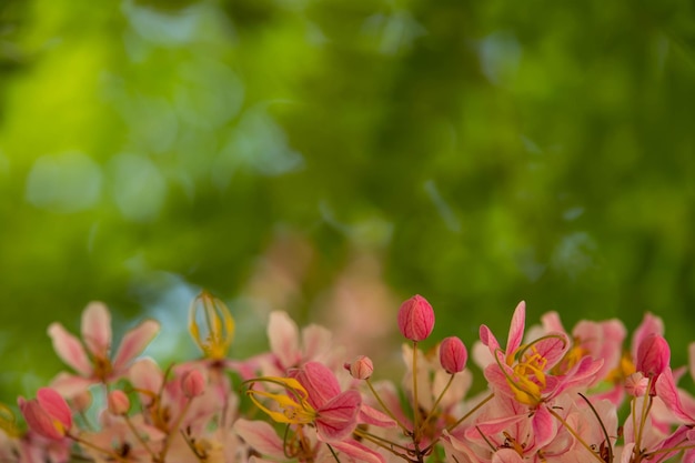 Foto close-up de plantas com flores rosa