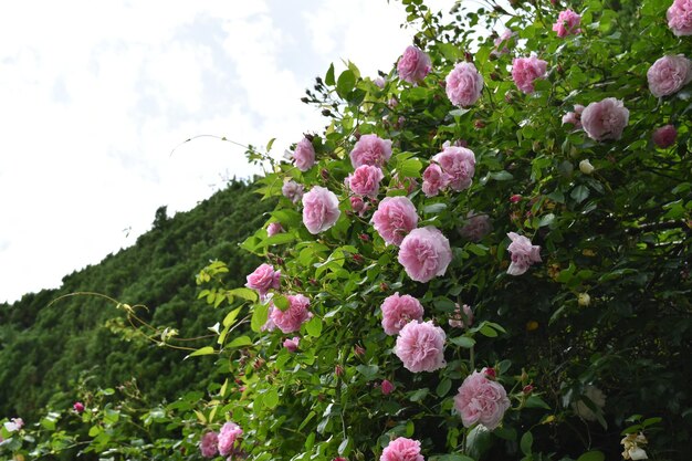 Foto close-up de plantas com flores rosas contra o céu