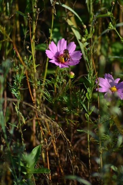 Foto close-up de plantas com flores rosas no campo
