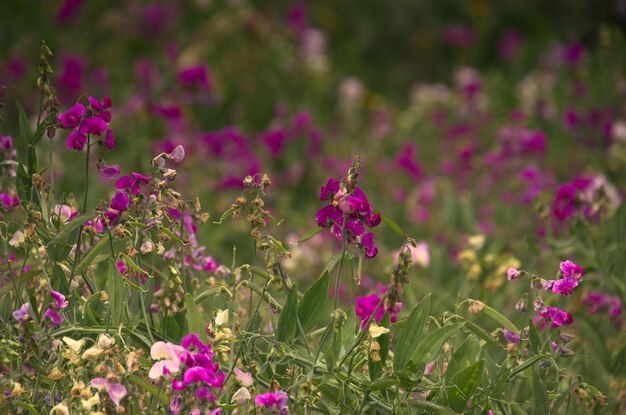 Foto close-up de plantas com flores rosas no campo