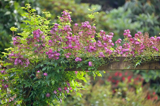 Foto close-up de plantas com flores rosas no jardim