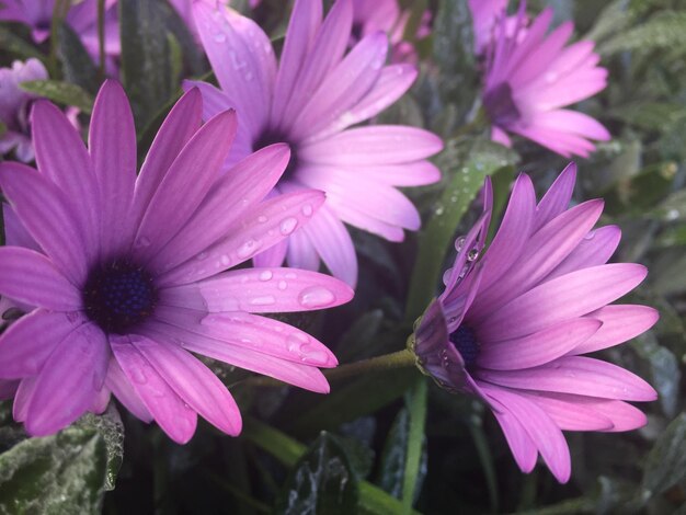 Foto close-up de plantas com flores roxas molhadas