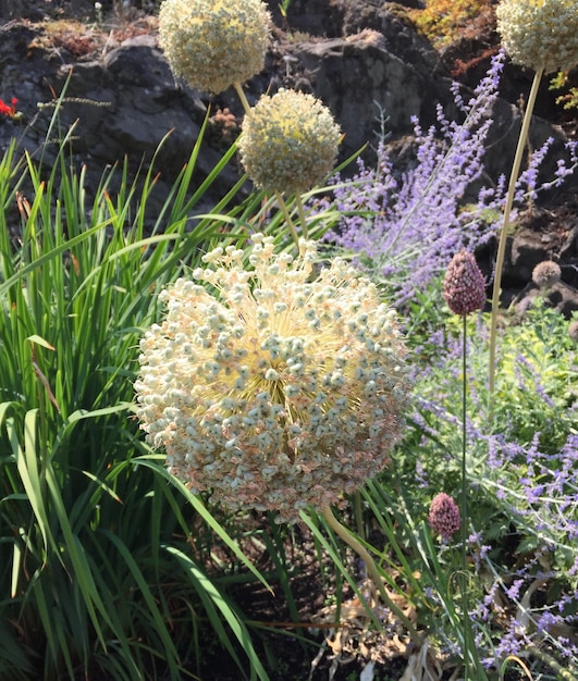 Close-up de plantas com flores roxas no campo