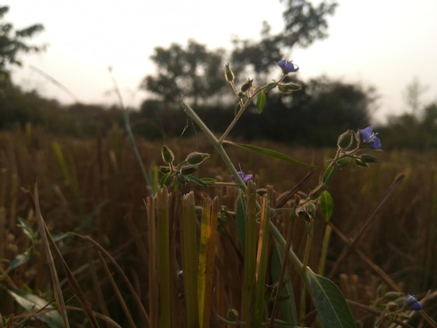 Foto close-up de plantas com flores roxas no campo