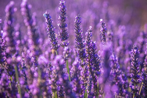 Close-up de plantas com flores roxas no campo