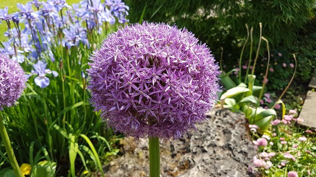 Foto close-up de plantas com flores roxas no campo