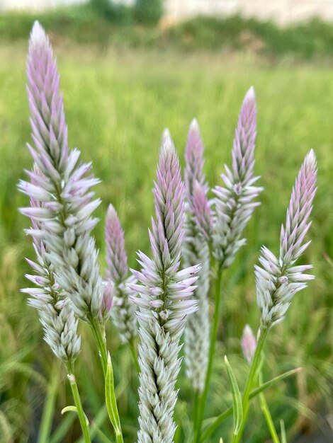 Close-up de plantas com flores roxas no campo