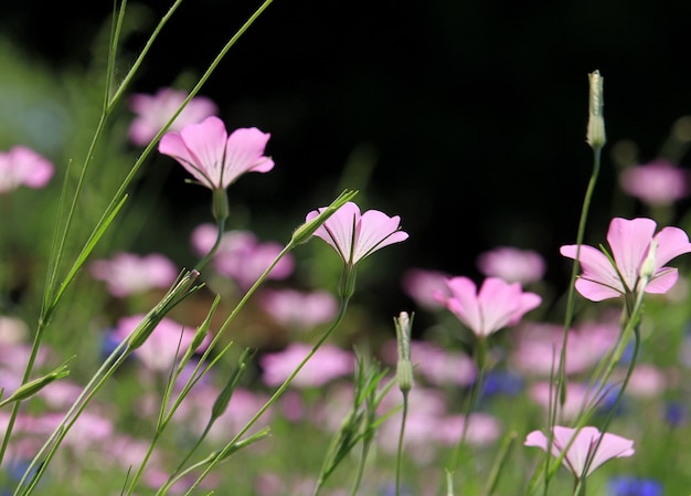 Close-up de plantas com flores roxas no campo
