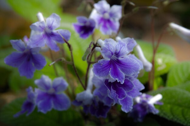 Foto close-up de plantas com flores roxas