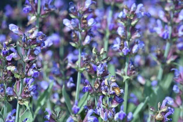 Foto close-up de plantas com flores roxas