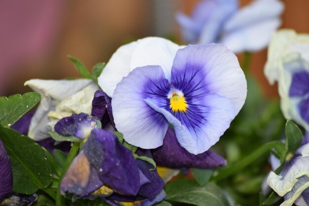 Foto close-up de plantas com flores roxas