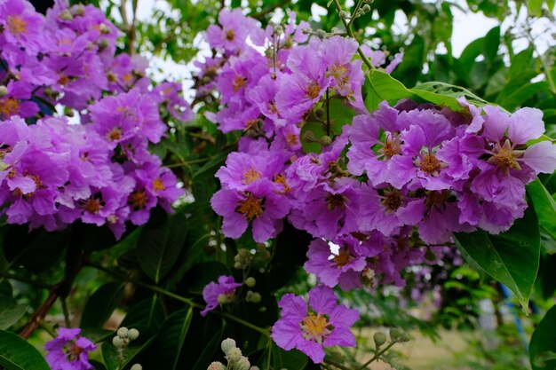 Close-up de plantas com flores roxas