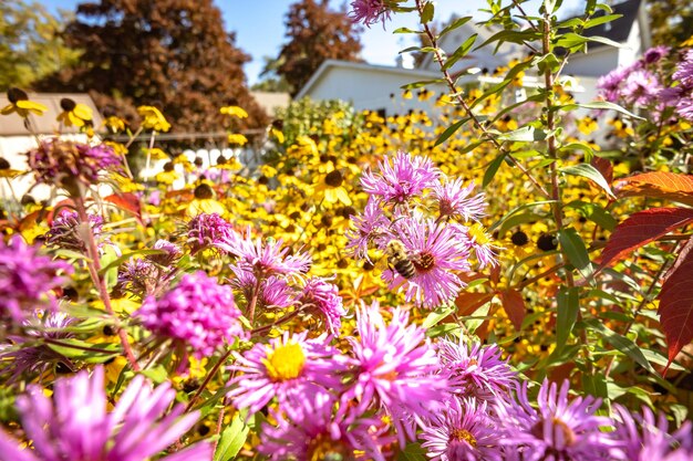 Foto close-up de plantas com flores roxas