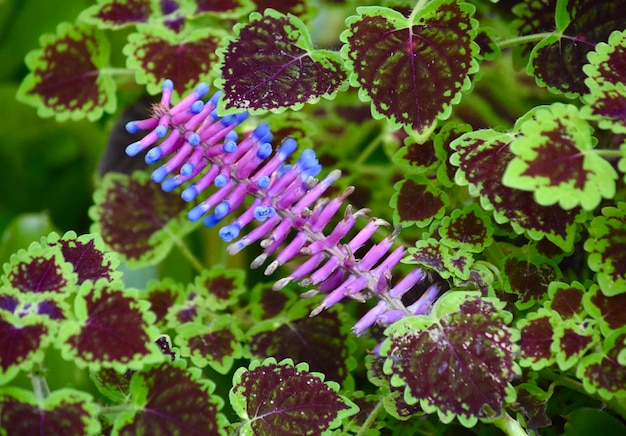 Foto close-up de plantas com flores roxas