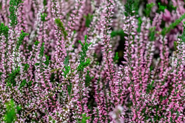 Foto close-up de plantas com flores roxas