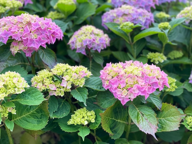 Close-up de plantas com flores roxas