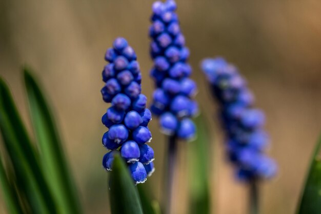 Close-up de plantas com flores roxas