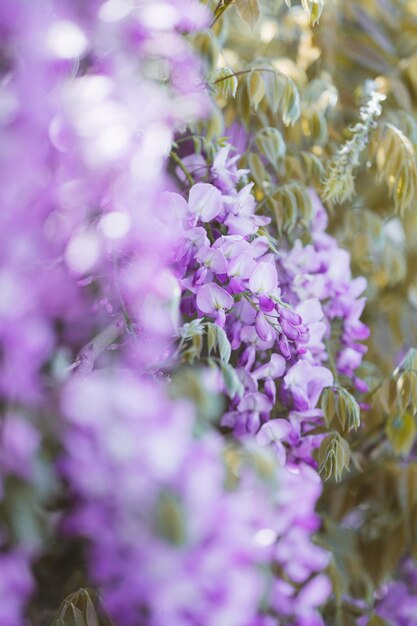 Foto close-up de plantas com flores roxas