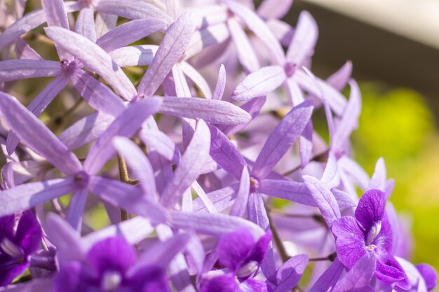 Foto close-up de plantas com flores roxas