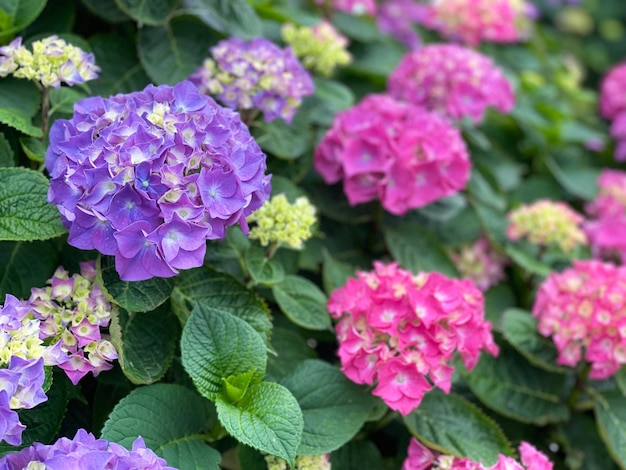 Close-up de plantas com flores roxas