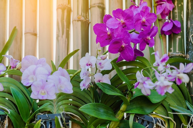 Foto close-up de plantas com flores roxas