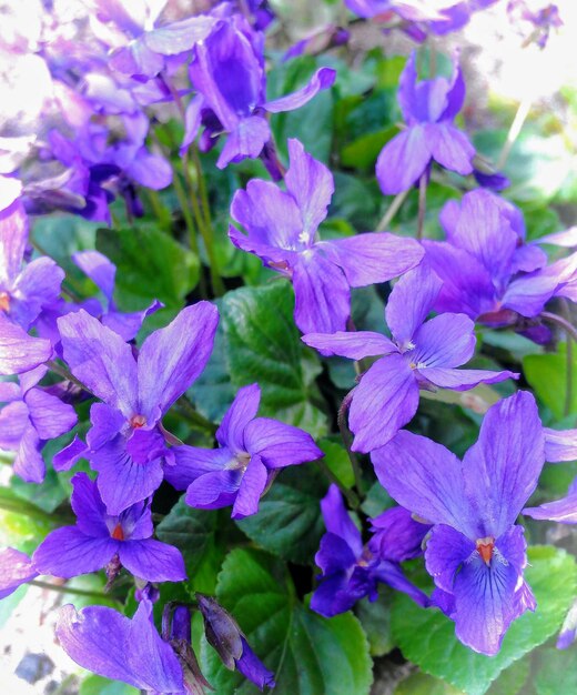 Foto close-up de plantas com flores roxas