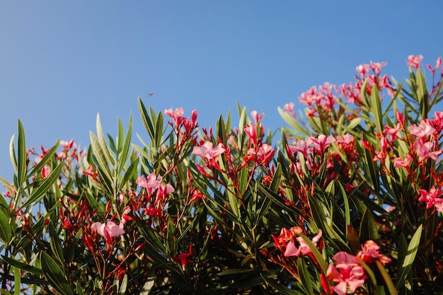 Close-up de plantas com flores vermelhas contra o céu azul