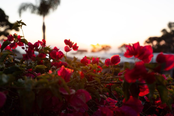 Foto close-up de plantas com flores vermelhas contra o céu