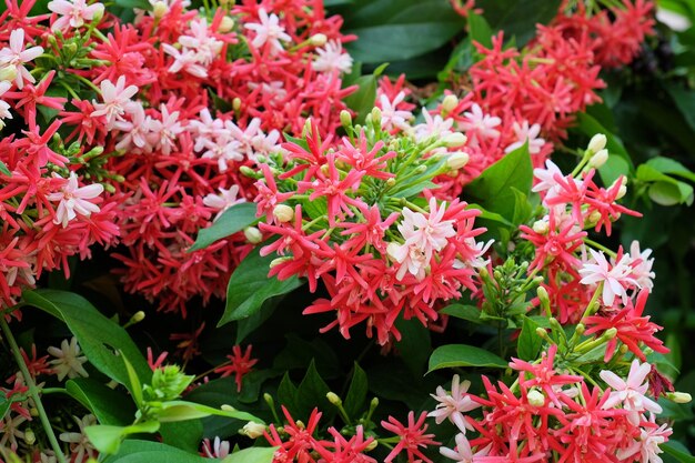 Foto close-up de plantas com flores vermelhas