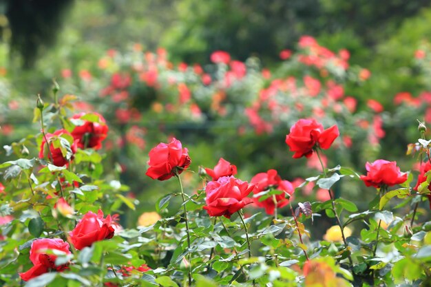 Foto close-up de plantas com flores vermelhas