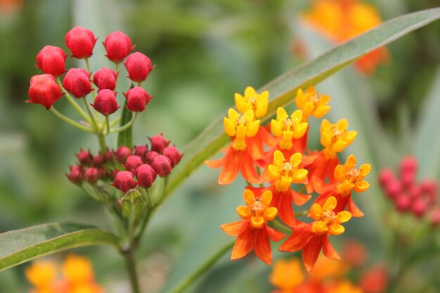 Close-up de plantas com flores vermelhas