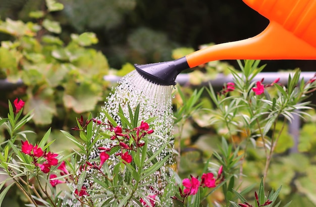 Close-up de plantas com flores