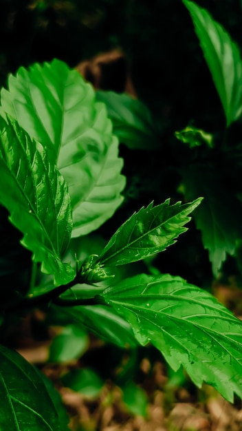 Close-up de plantas com lindas folhas na natureza