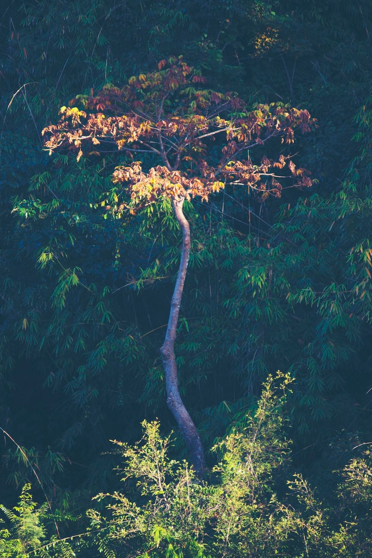 Foto close-up de plantas contra árvores na floresta